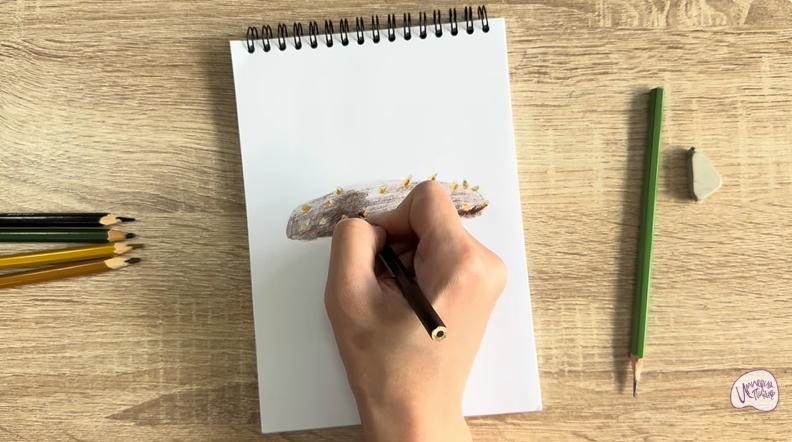 Рисуем Голотурия