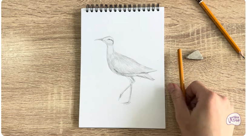 Рисуем Птица "бегунок"