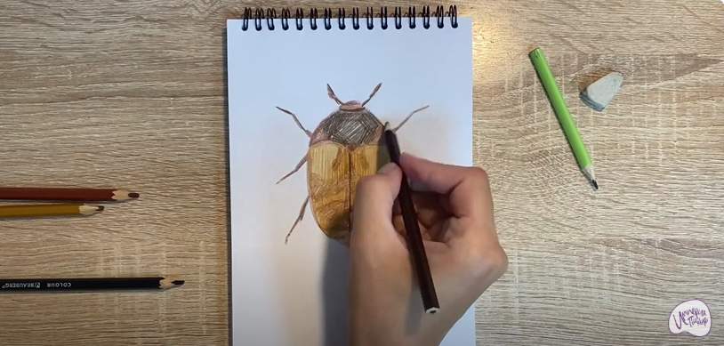 Рисуем Жук капровый