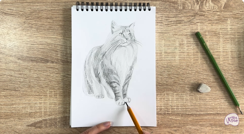 Рисуем Норвежский лесной кот