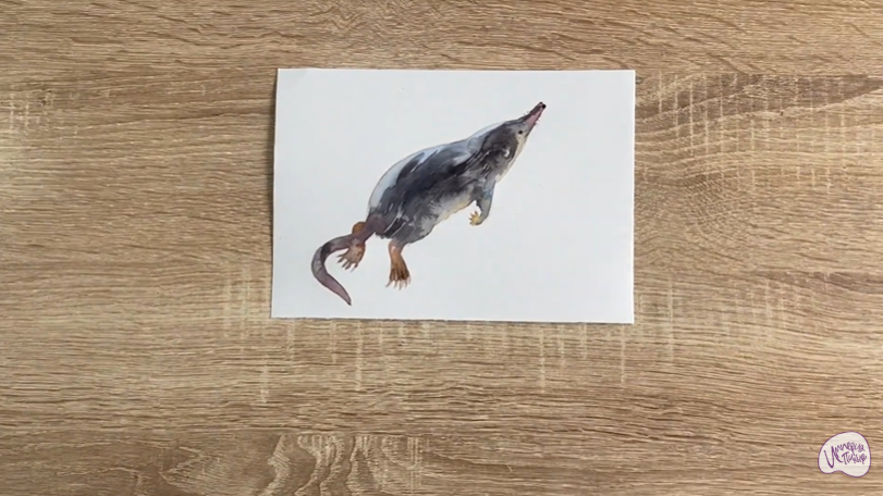 Рисуем Выхухоль