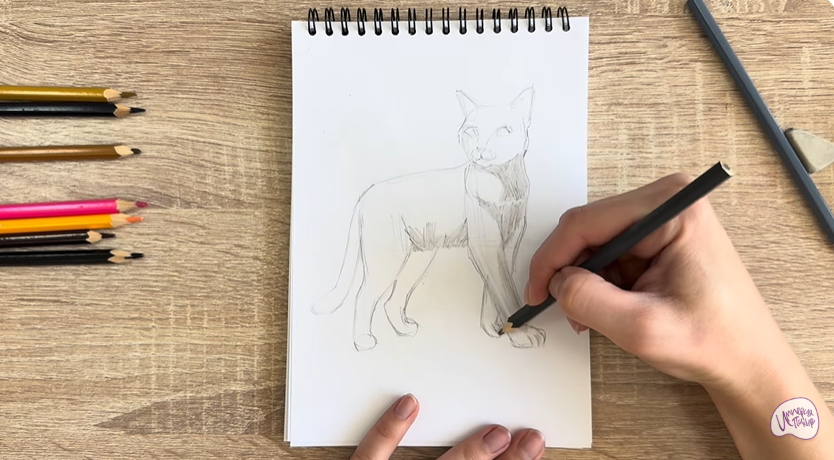 Рисуем Кошка Бурмилла
