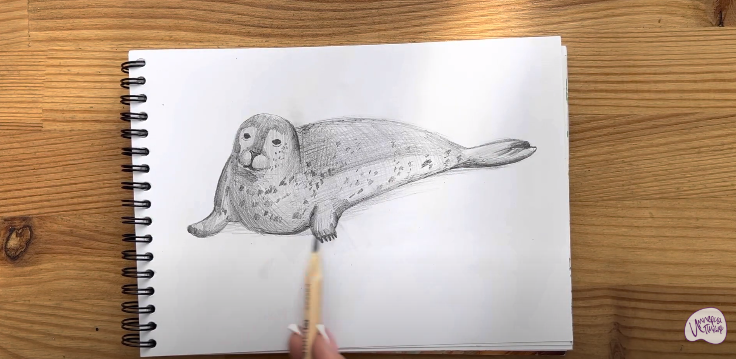 Рисуем Тюлень