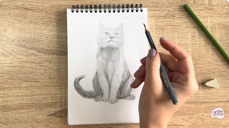 Рисуем Кот породы Шартрез