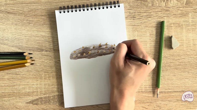 Рисуем Голотурия