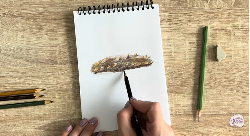 Рисуем Голотурия