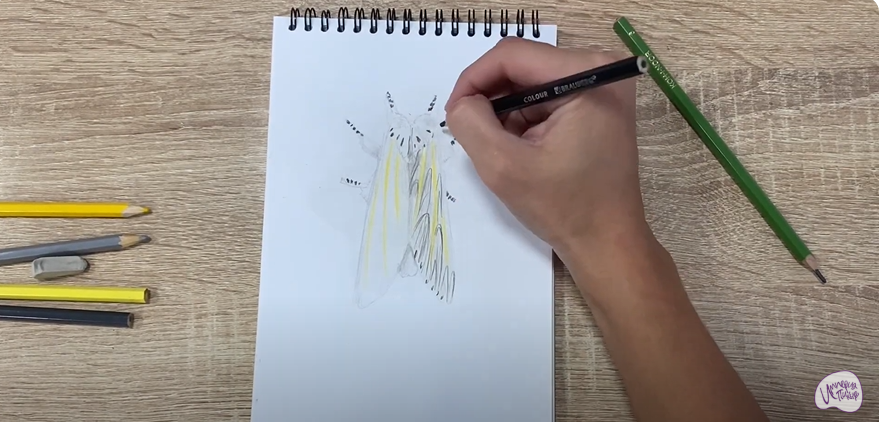 Рисуем Хохлатка