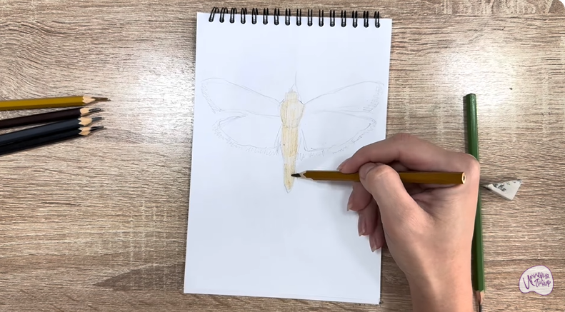 Рисуем Огнёвка зерновая