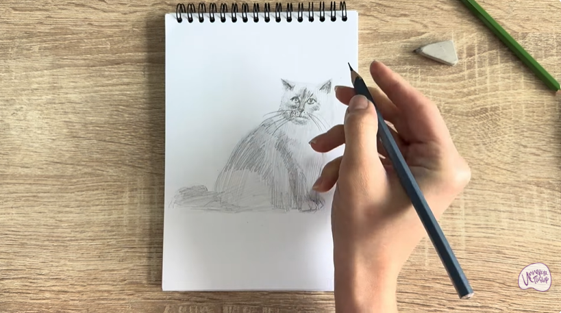 Рисуем Кошка породы Рэгдолл
