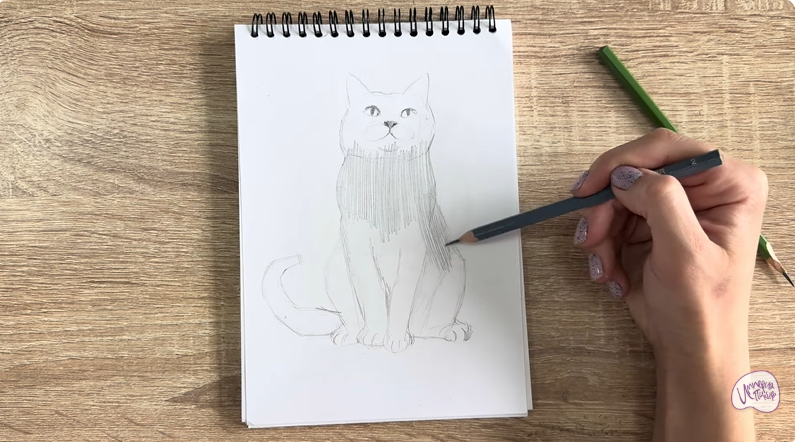 Рисуем Кот породы Шартрез