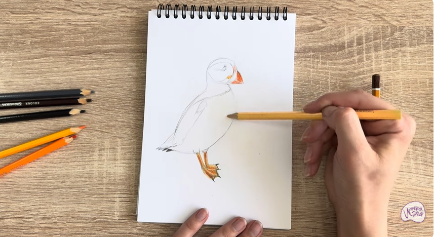 Рисуем Птица тупик