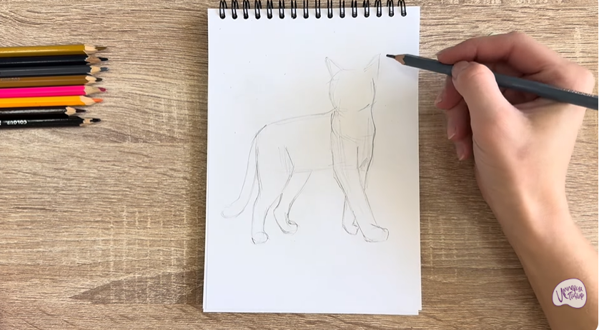 Рисуем Кошка Бурмилла