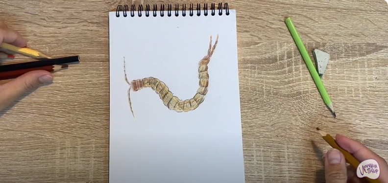 Рисуем Сколопендра