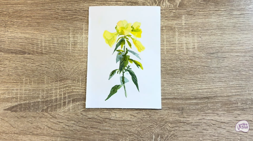 Рисуем Энотера