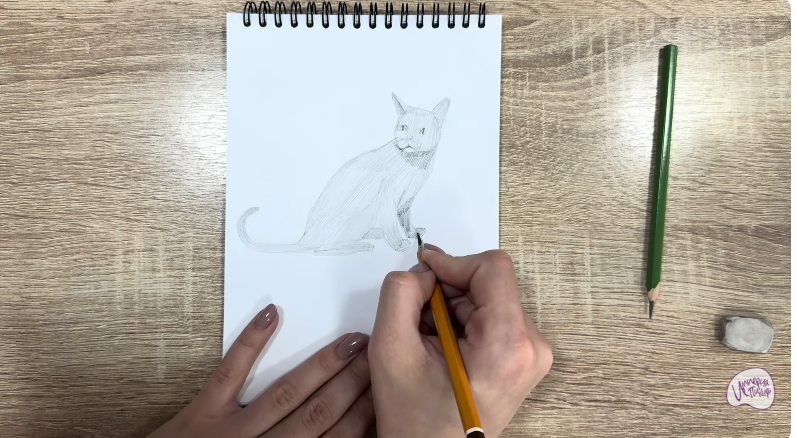 Рисуем Кот породы "Корат"