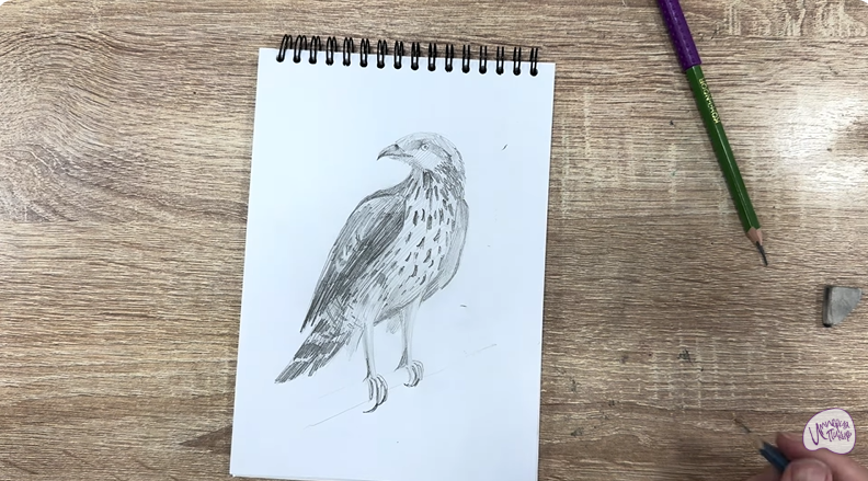 Рисуем Хохлатый осоед