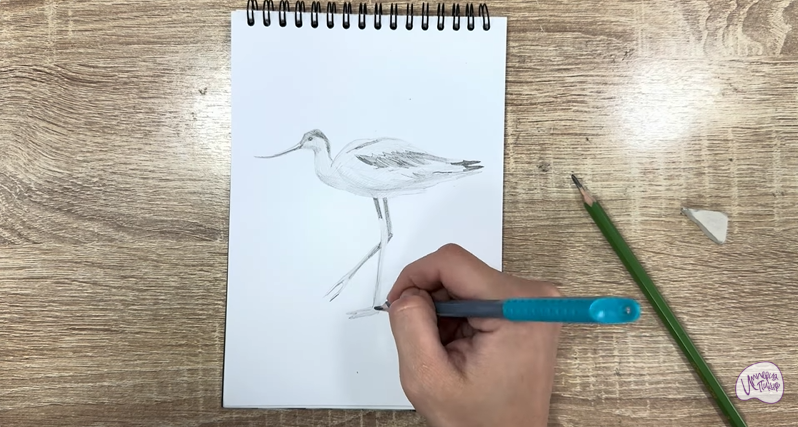 Рисуем Шилоклювка