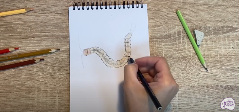 Рисуем Сколопендра
