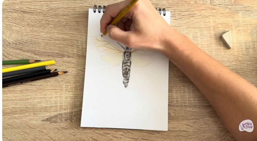 Рисуем Древесница въедливая