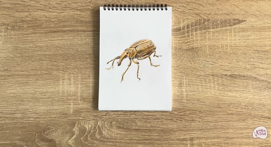 Рисуем Долгоносик