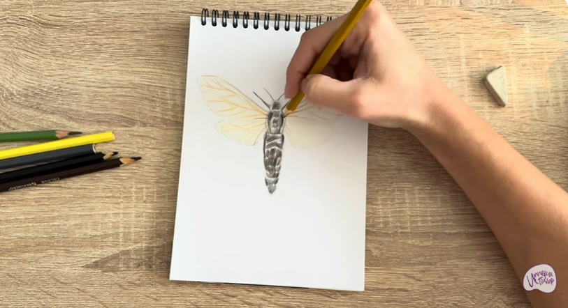 Рисуем Древесница въедливая