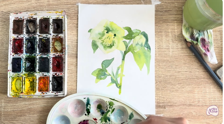 Рисуем Зимовник кавказский