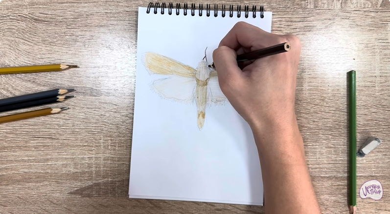 Рисуем Огнёвка зерновая