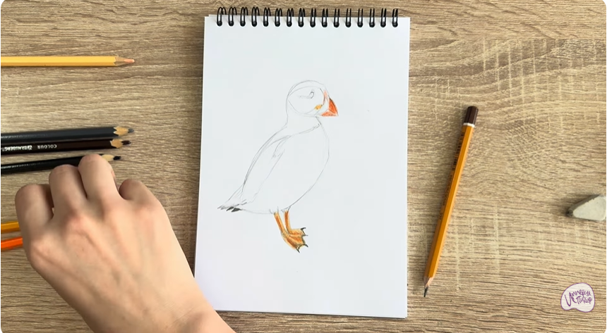 Рисуем Птица тупик