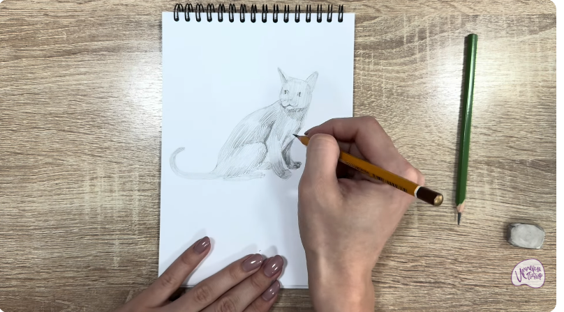 Рисуем Кот породы "Корат"