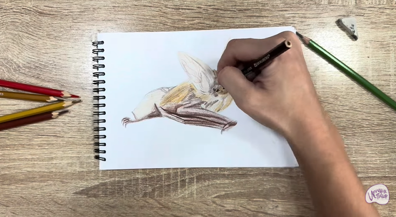 Рисуем Бурый ушан