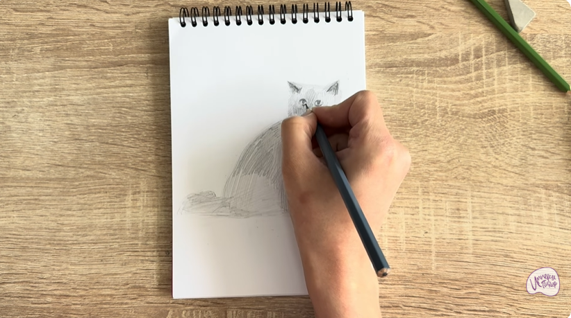Рисуем Кошка породы Рэгдолл