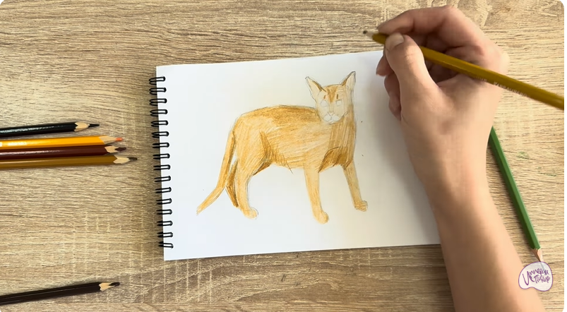 Рисуем Кот породы Оцикет