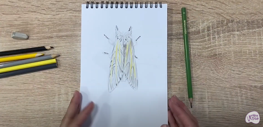 Рисуем Хохлатка