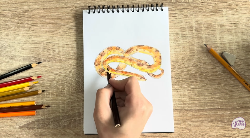 Рисуем Маисовый полоз