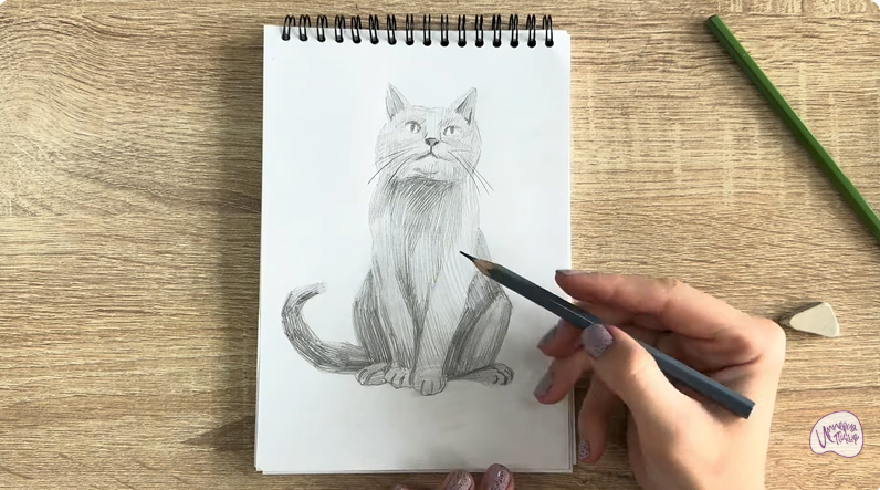 Рисуем Кот породы Шартрез