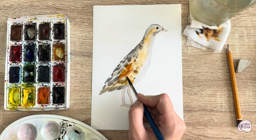 Рисуем Коростель