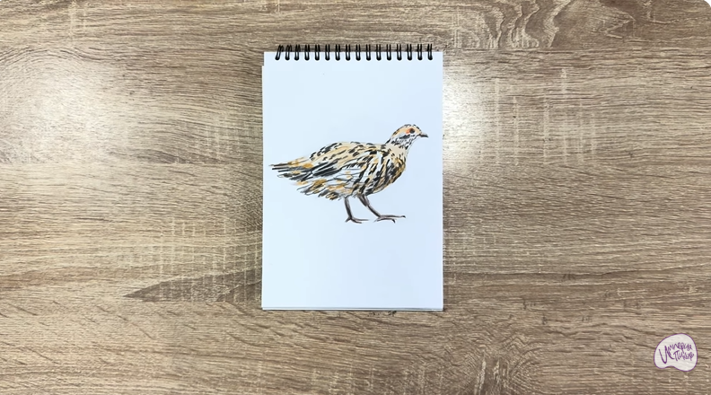 Рисуем Канадская дикуша