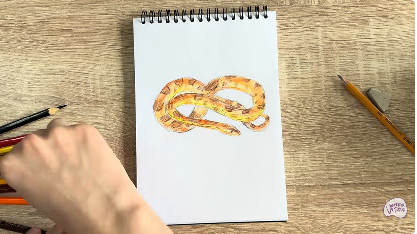 Рисуем Маисовый полоз