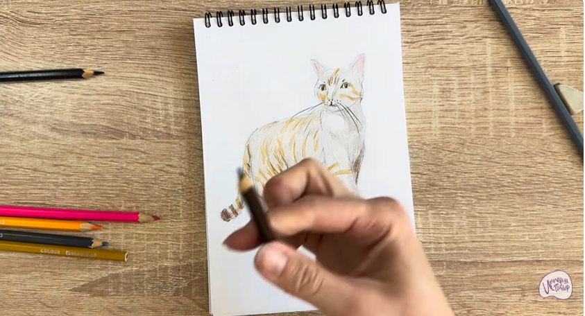 Рисуем Кошка Бурмилла