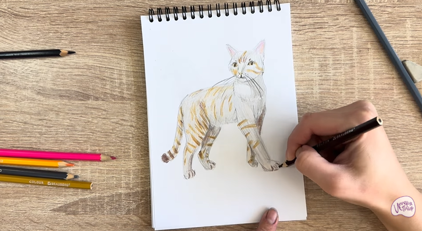 Рисуем Кошка Бурмилла