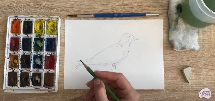 Рисуем Степная тиркушка
