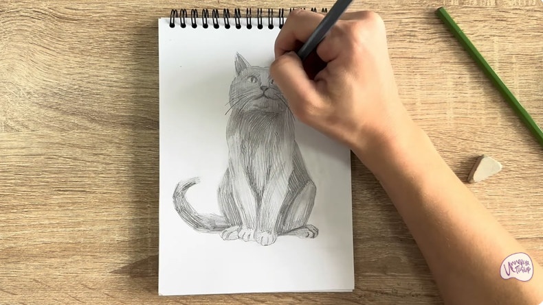 Рисуем Кот породы Шартрез