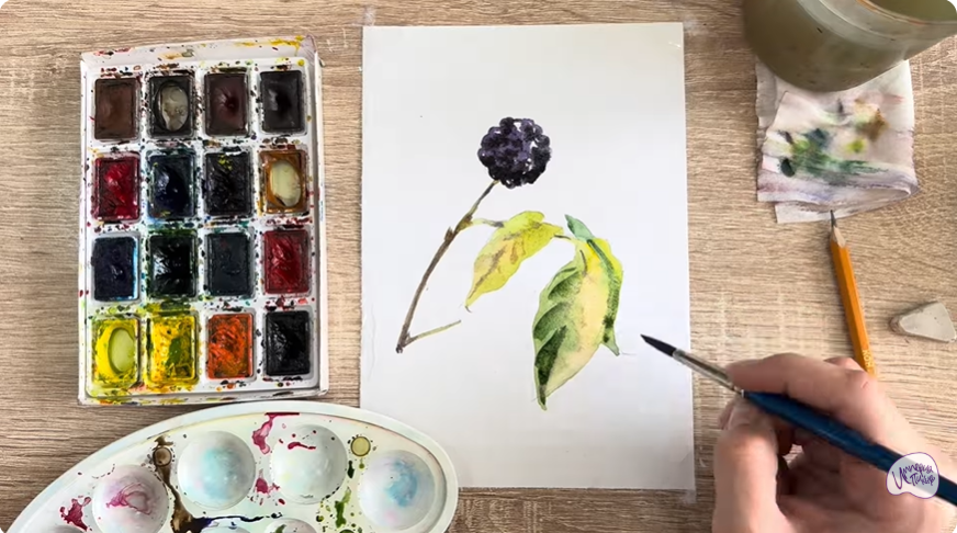 Рисуем Акантопанакс