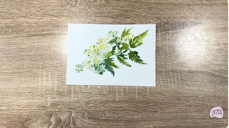 Рисуем Таволга