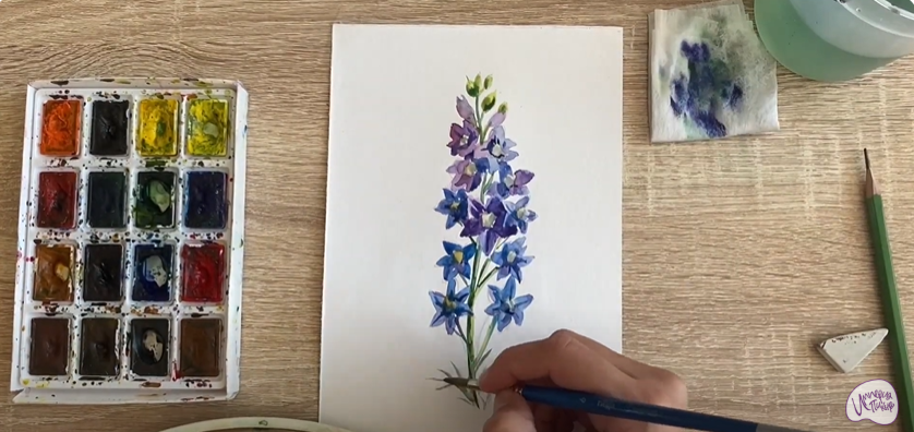 Рисуем Живокость