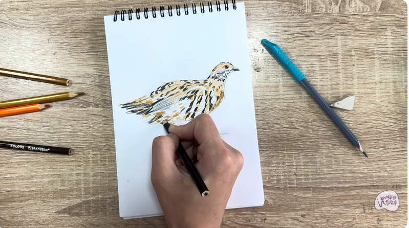 Рисуем Канадская дикуша