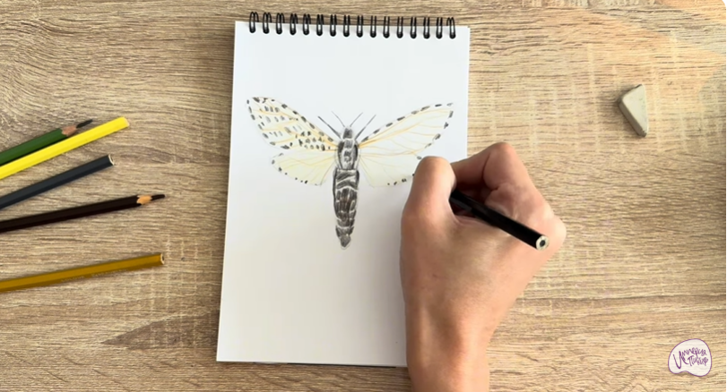 Рисуем Древесница въедливая