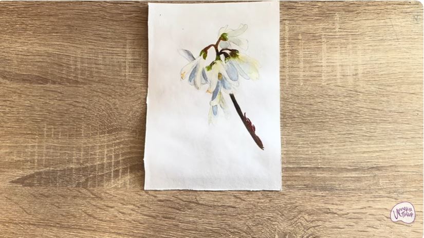 Рисуем Абелиолистник