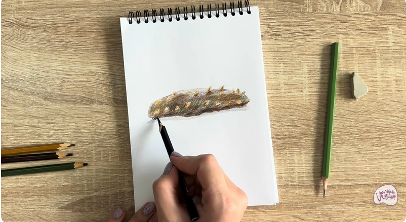 Рисуем Голотурия