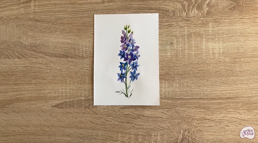 Рисуем Живокость